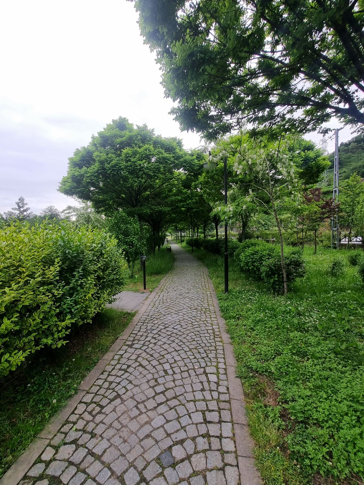 Ağaçlı bahçe yolu